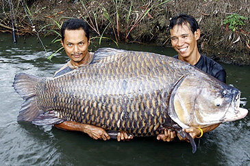 Record photograph for Catlocarpio siamensis